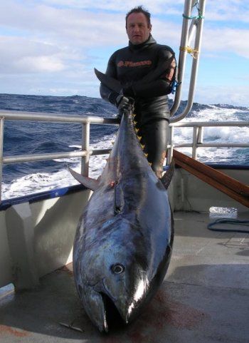 Tuna Size